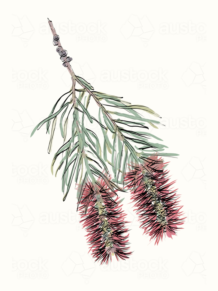 Hand drawn red bottlebrush flowers with green leaves - Australian Stock Image