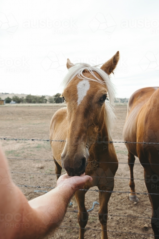 Hand feeding a gorgeous palomino horse - Australian Stock Image