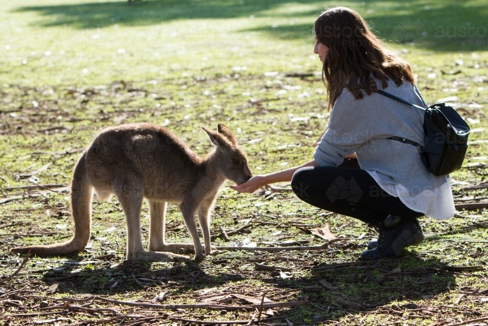 Hand Feeding a Grey Kangaroo - Australian Stock Image