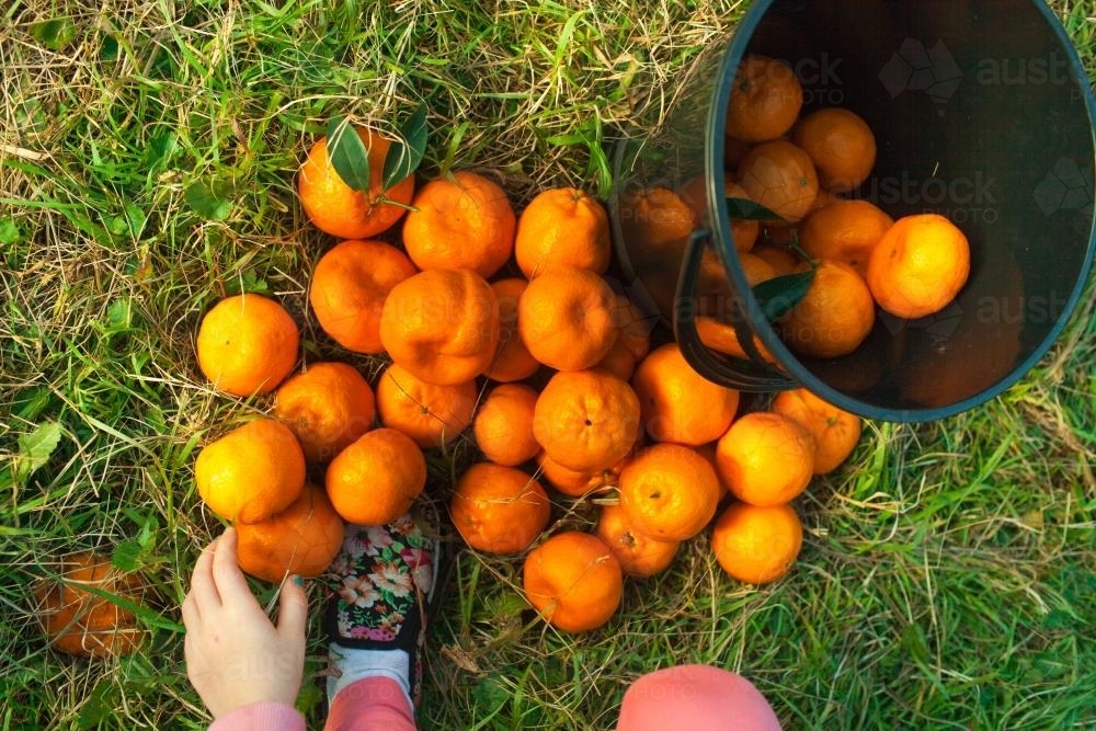 Hand filling a bucket of mandarins - Australian Stock Image