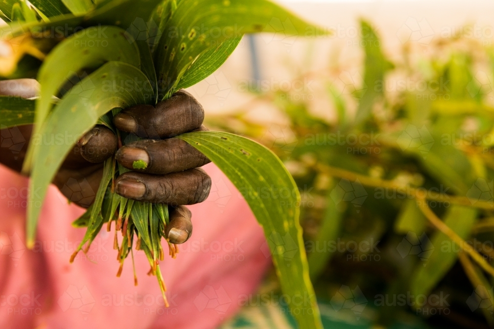 Hand holding a bunch of newly harvested leaves. - Australian Stock Image