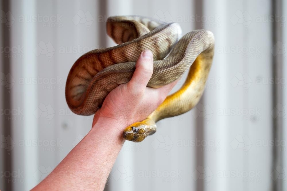 Hand Holding a coiled Woma Python - Australian Stock Image