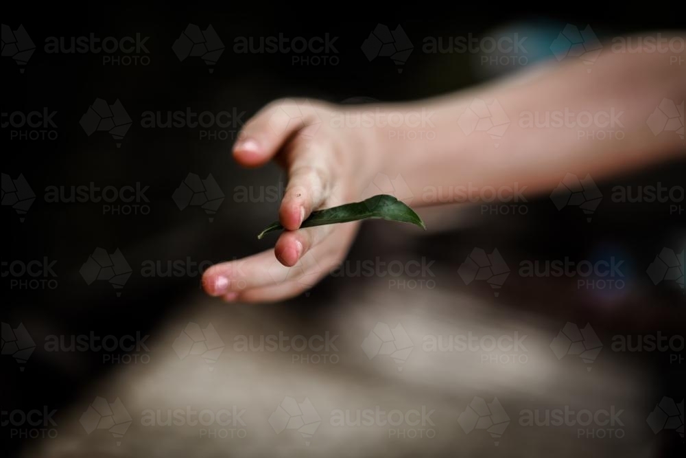 Hand holding a leaf in fingers - Australian Stock Image