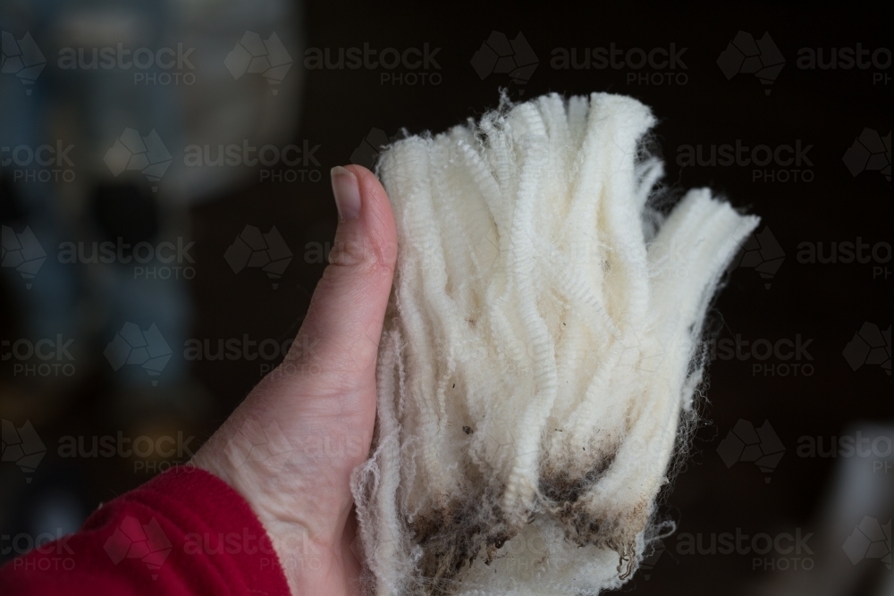 Hand holding a piece of wool fleece shorn from a crossbred sheep - Australian Stock Image