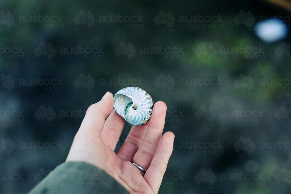 Hand holding a sea shell - Australian Stock Image