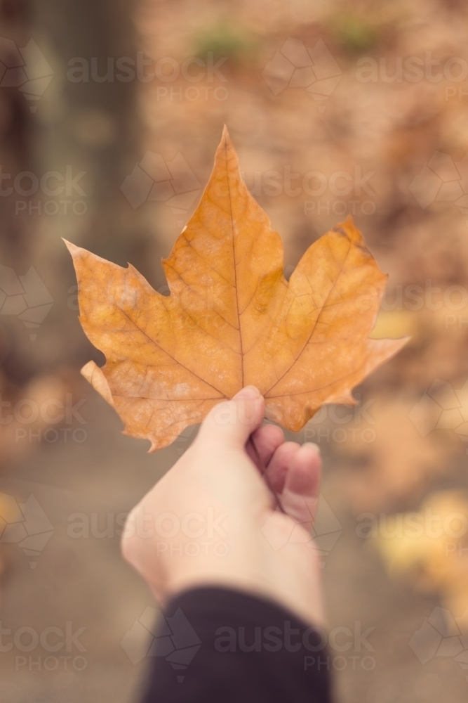 hand holding orange autumn leaf - Australian Stock Image