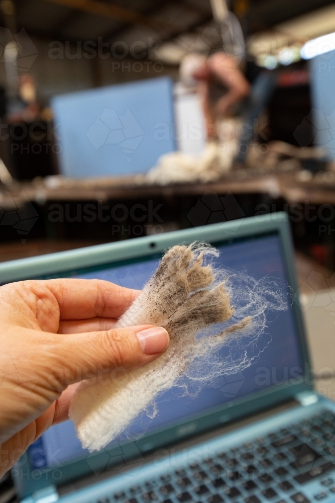 hand holding staple of merino wool in front of computer in shearing shed - Australian Stock Image