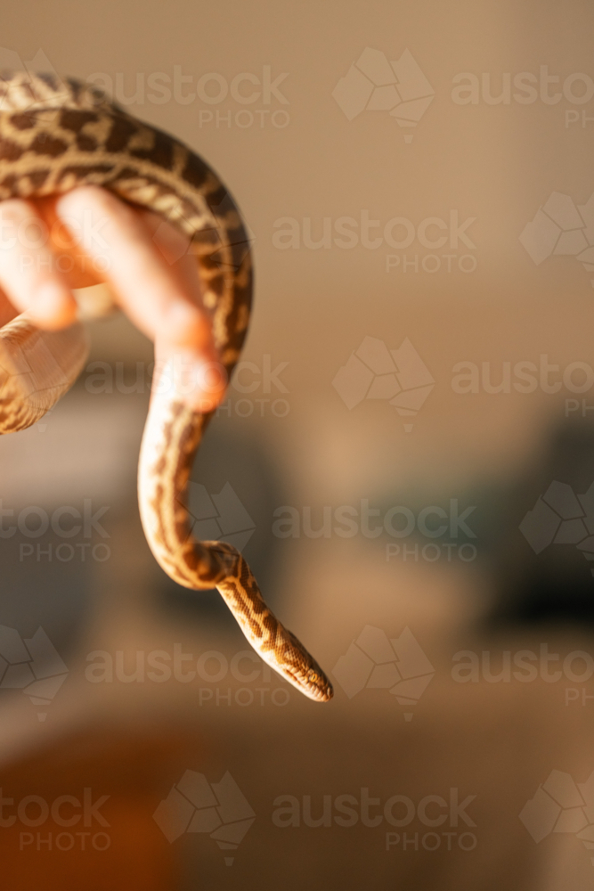 Hand holding Stimson Python with copy space - Australian Stock Image