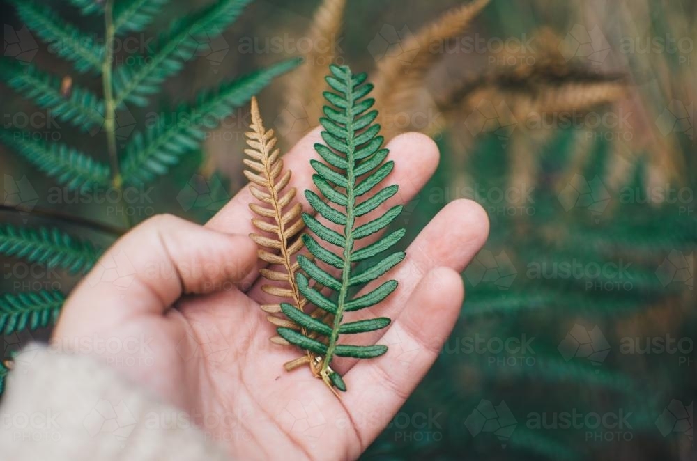 Hand holding two different coloured ferns - Australian Stock Image