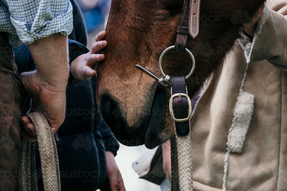 Hand holds reins and the horse being patted by child's hand.. - Australian Stock Image