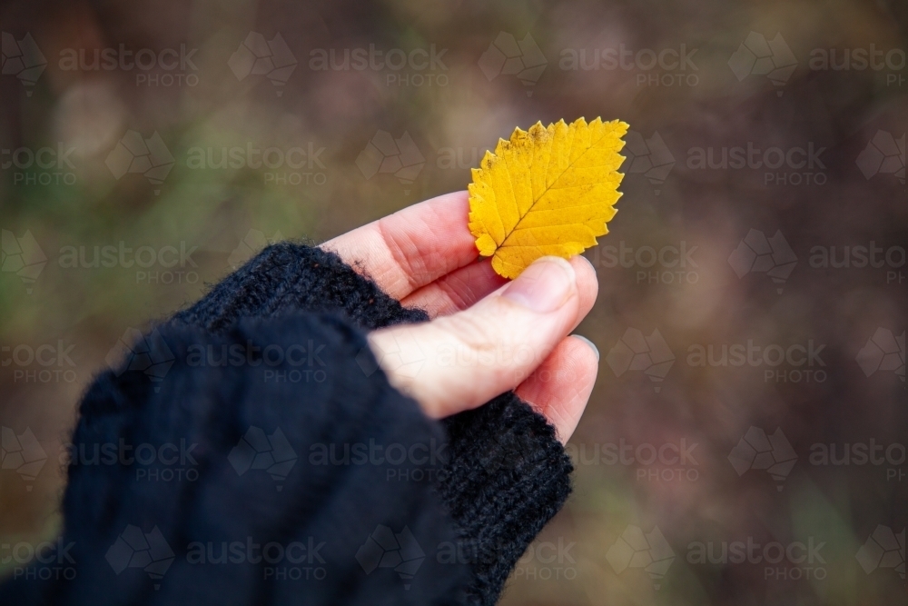 Hand in finger-less gloves holding tiny yellow autumn leaf - Australian Stock Image