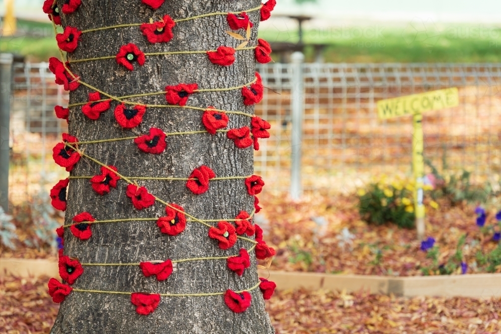 Hand made poppies wound around the trunk of a large tree - Australian Stock Image