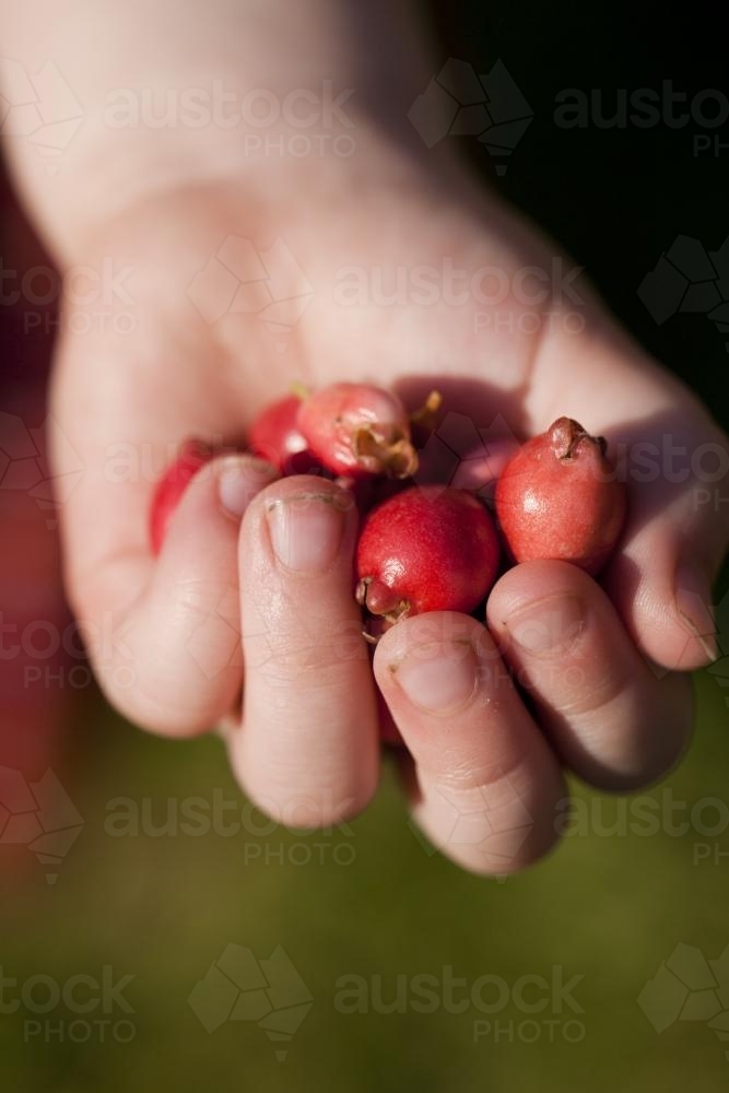Hand of a child holding crab apples from the tree malus spectabilis - Australian Stock Image