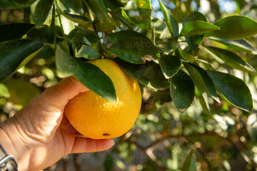 Hand picking a navel orange - Australian Stock Image