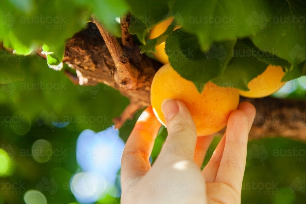 Hand picking apricot fresh from tree - Australian Stock Image