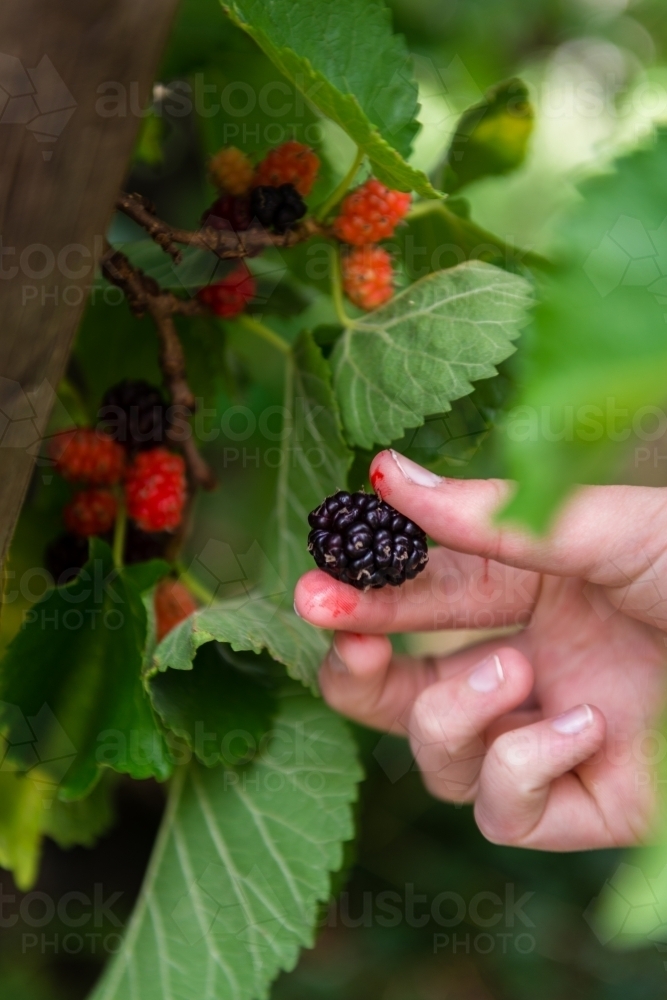 hand picking mulberries - Australian Stock Image