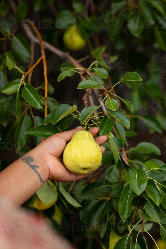 Image of hand picking pear from tree - Austockphoto