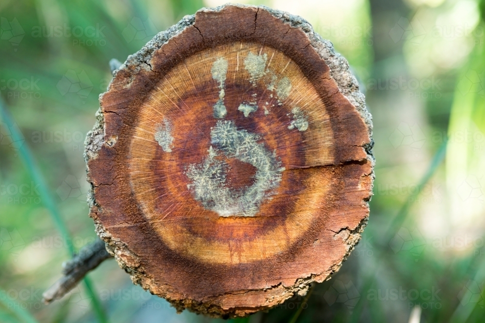 Hand print on cut tree stump - Australian Stock Image
