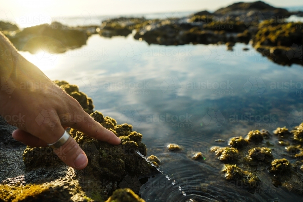 Hand pushing water out of squishy sea algae - Australian Stock Image