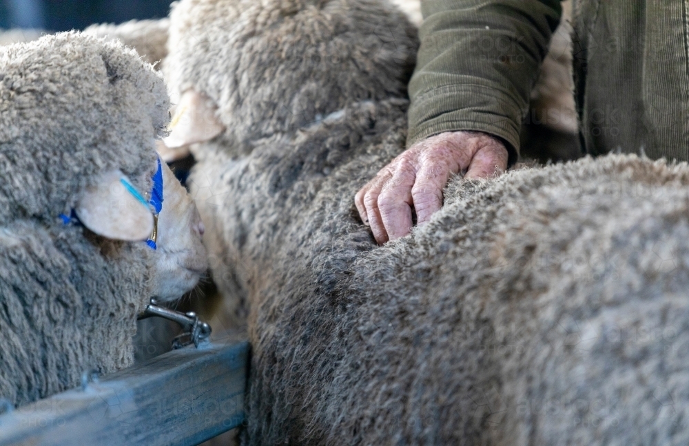 hand resting on sheep's back - Australian Stock Image