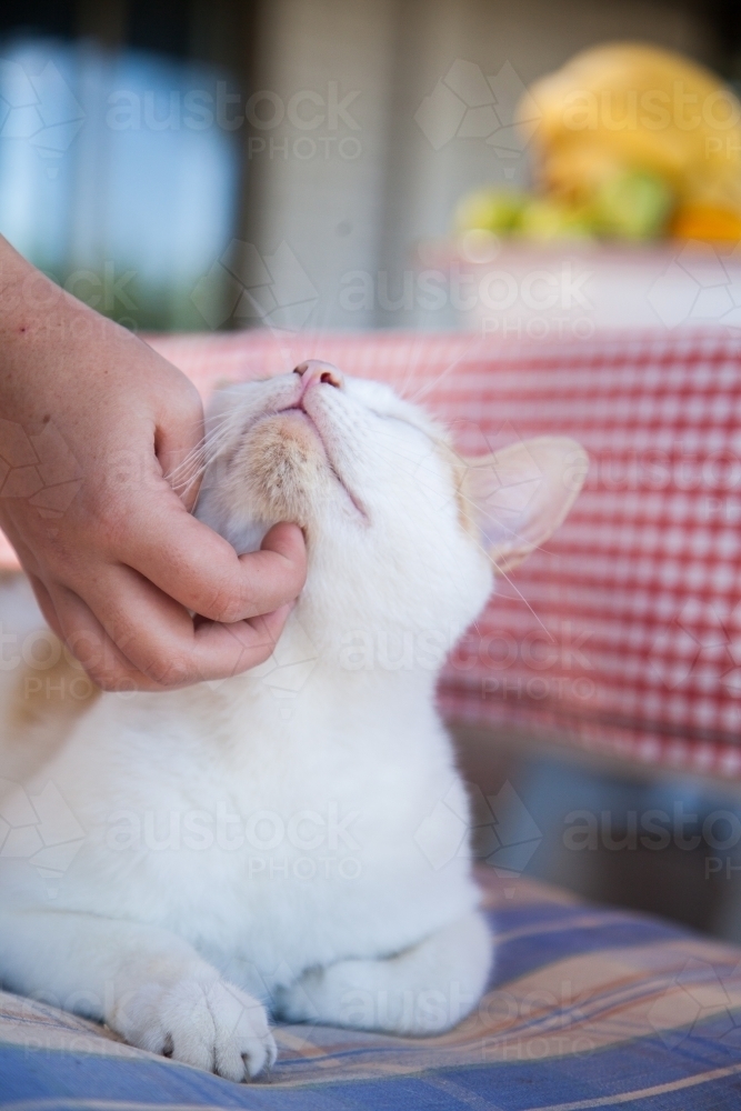 Hand scratching a pussy cat - Australian Stock Image