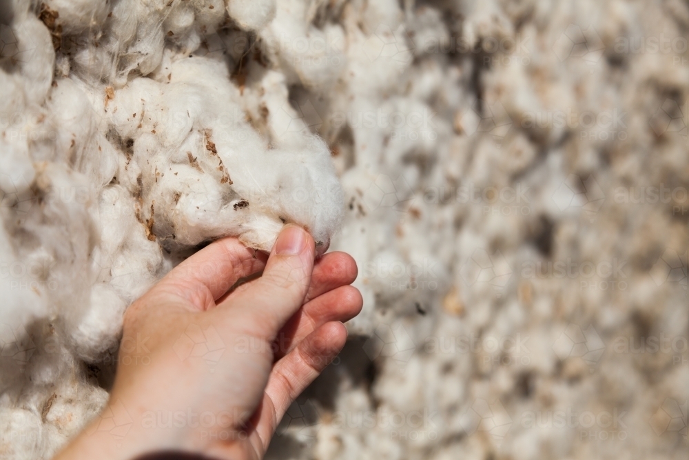 Hand touching harvested cotton in round bale on farm - Australian Stock Image