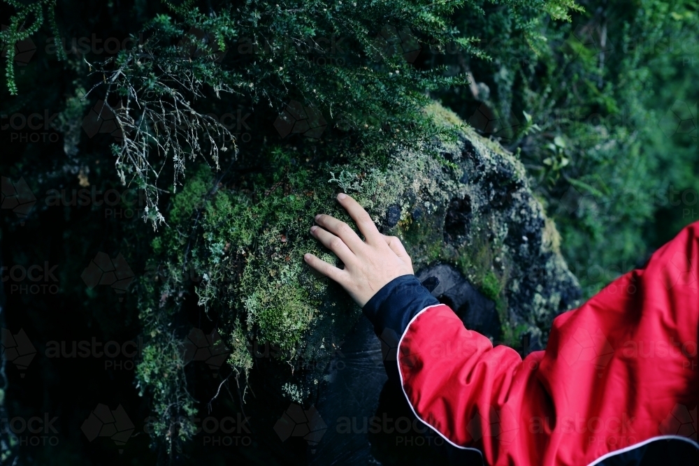 Hand touching moss on a rock face - Australian Stock Image