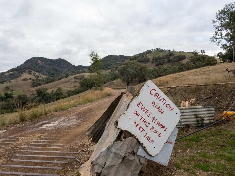 Handmade ewes and lambs caution sign on a rural dirt road - Australian Stock Image