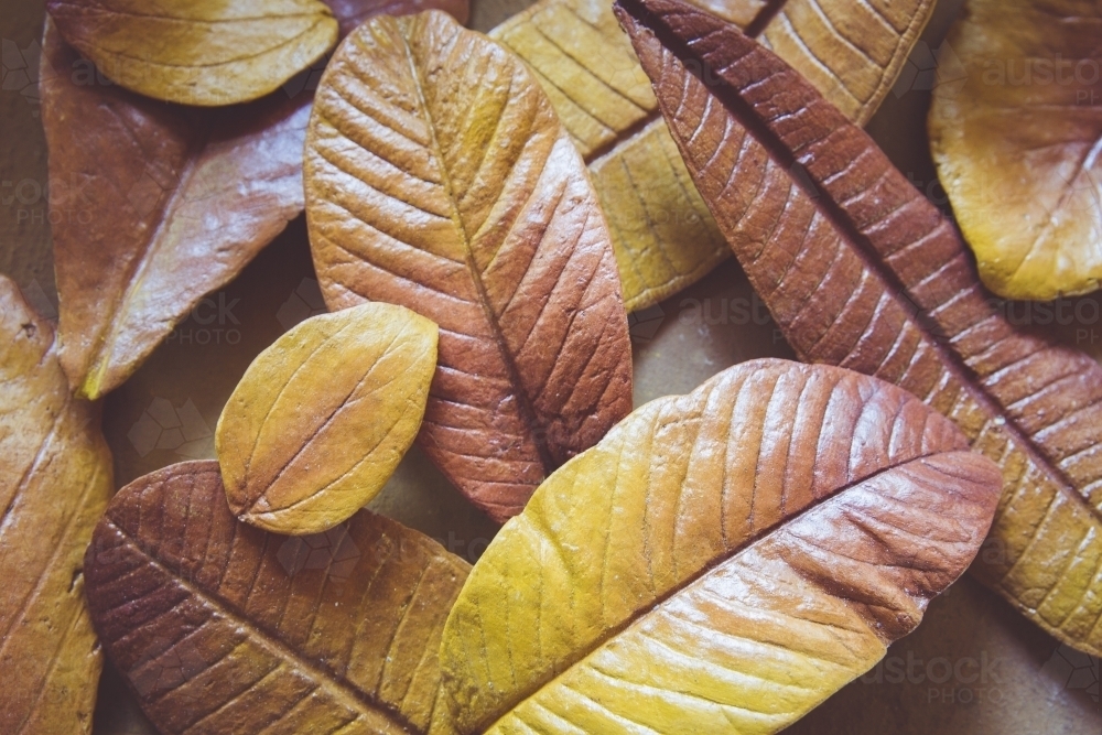 Handmade Paper Mache Autumn leaves - Australian Stock Image