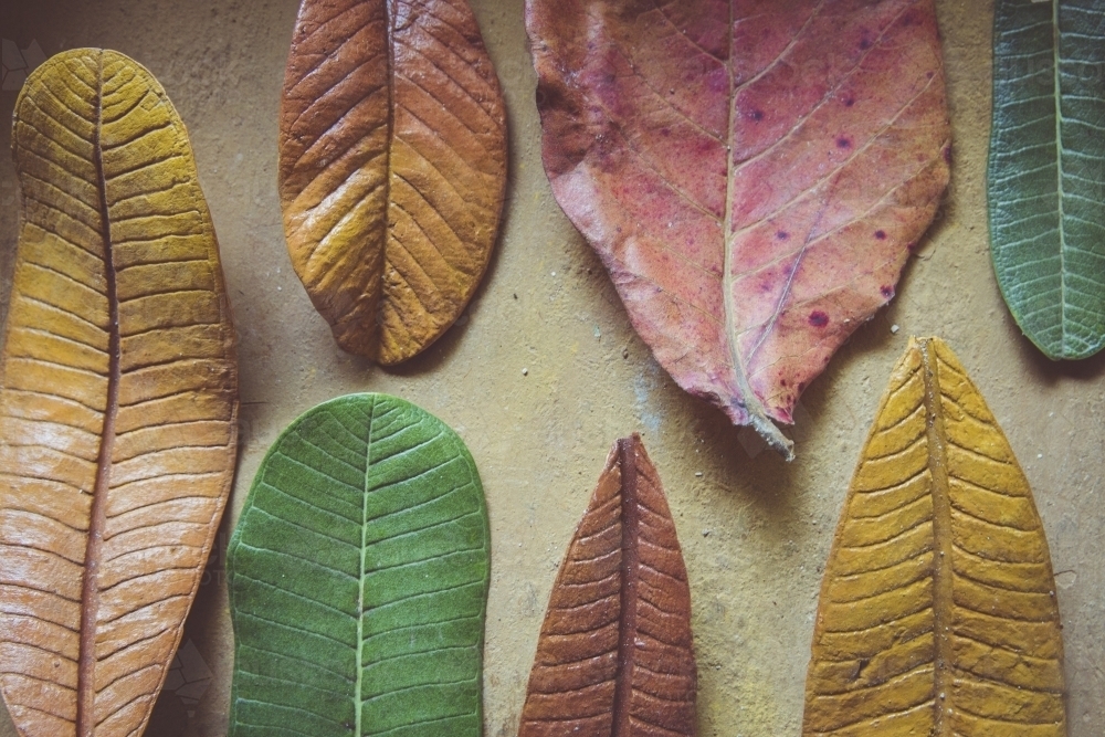 Handmade Paper Mache Autumn leaves - Australian Stock Image