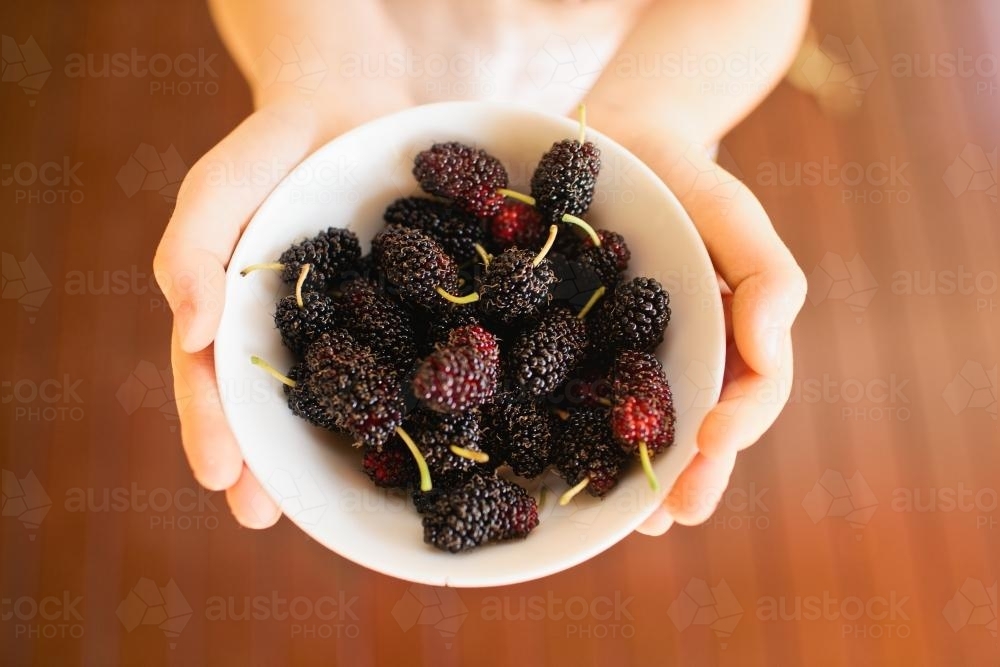 Hands holding a bowl of mulberries - Australian Stock Image