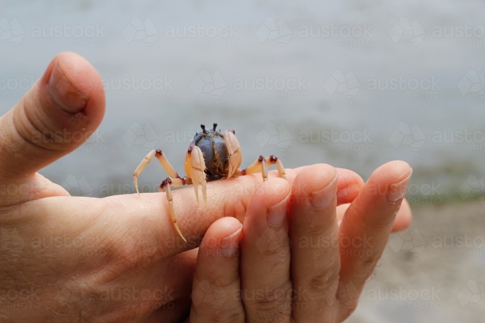 Hands holding a crab at the beach - Australian Stock Image