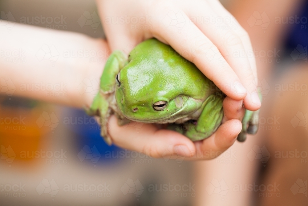 Hands holding a green tree frog - Australian Stock Image