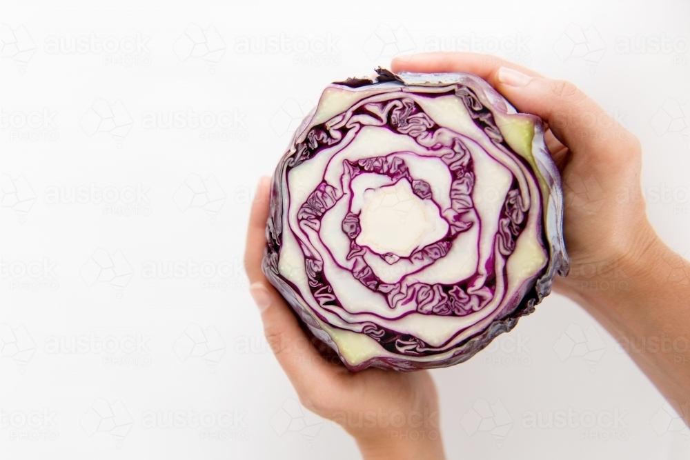 Hands holding a red Cabbage - Australian Stock Image