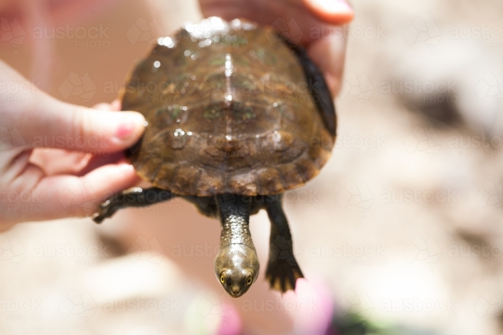Hands holding an Eastern Long Neck Turtle - Australian Stock Image