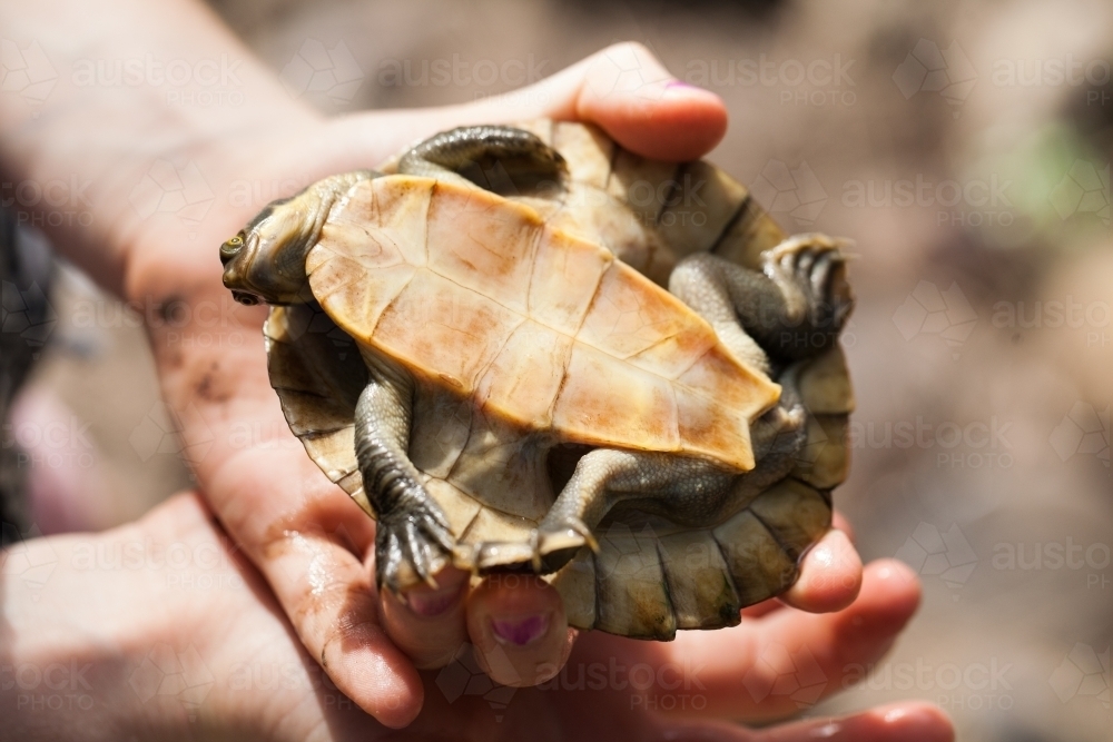 Hands holding an Eastern Long Neck Turtle upside down - Australian Stock Image