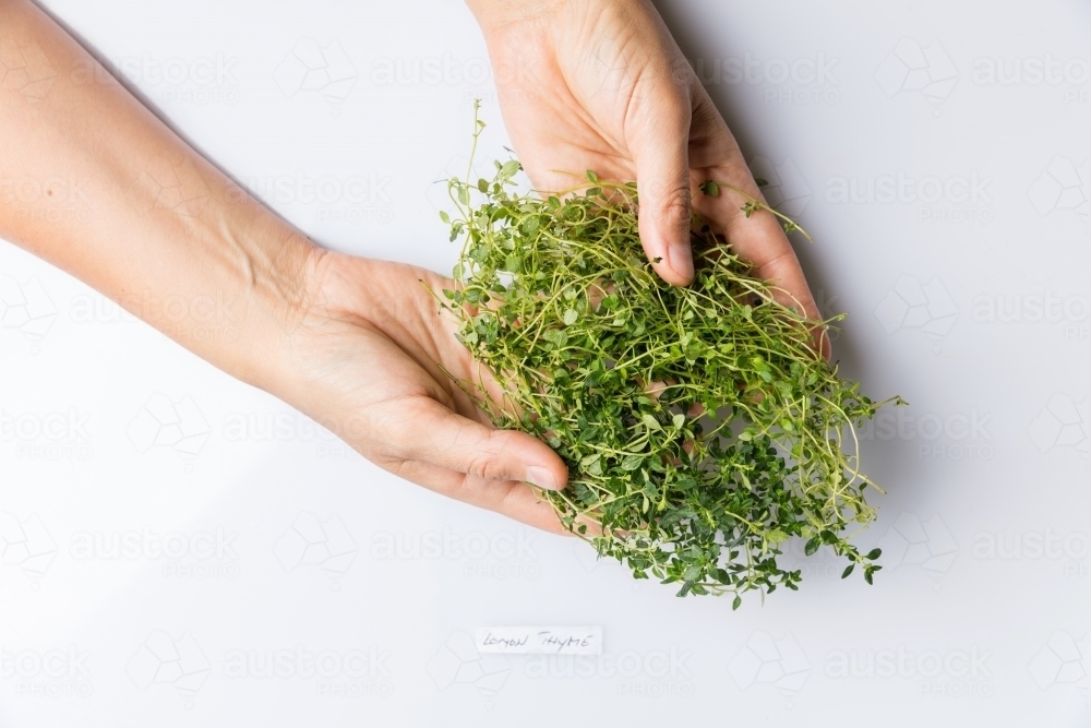 Hands holding bunch of lemon thyme isolated on white - Australian Stock Image