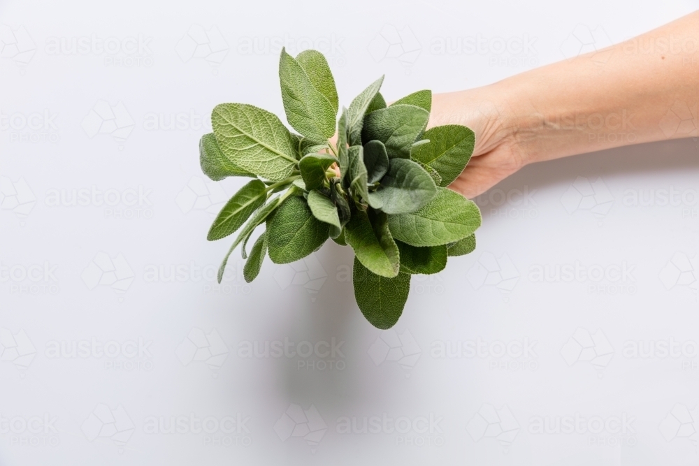 Hands holding bunch of sage isolated on white - Australian Stock Image