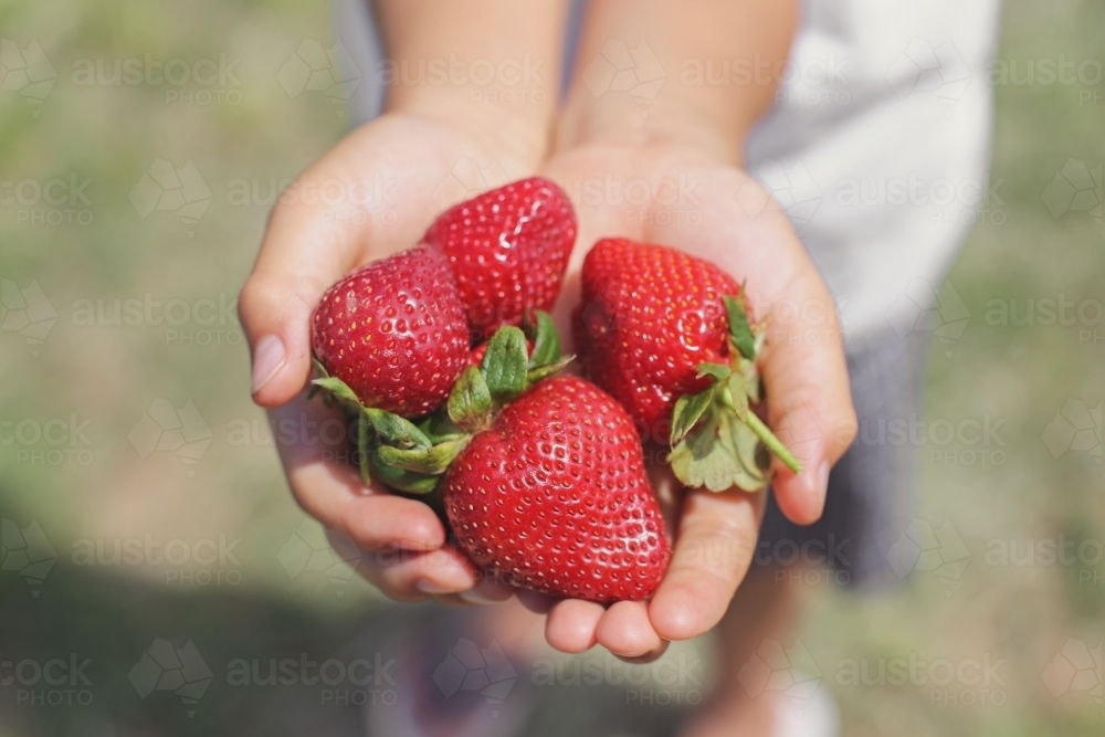 Hands holding freshly picked strawberries - Australian Stock Image