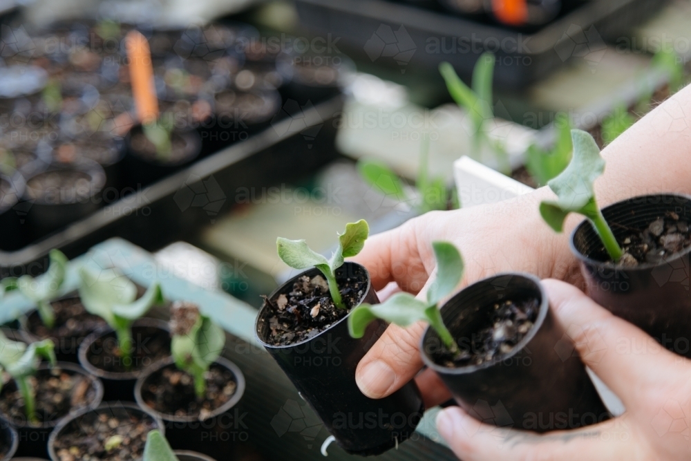 Hands holding green seedlings sprouting in small plant pots - Australian Stock Image