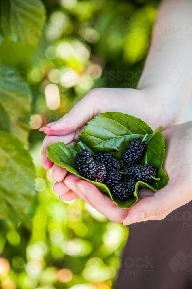 Hands holding mulberry leaf and fresh picked mulberries - Australian Stock Image