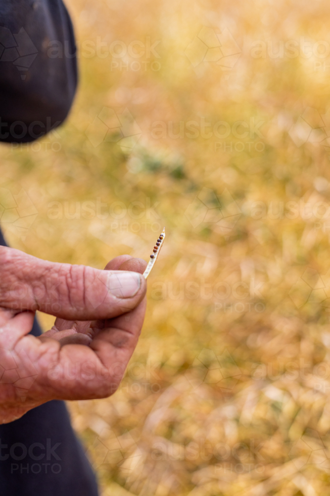 hands of a farmer in a canola crop inspecting for frost damage and harvest timing - Australian Stock Image