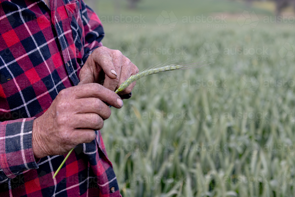 Image of hands of a farmer in a wheat crop inspecting frost damage ...