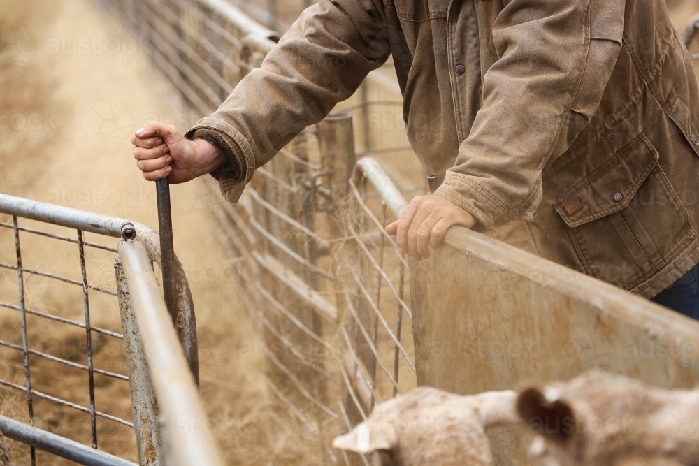 Hands of a stockman as he drafts ewes down a race - Australian Stock Image