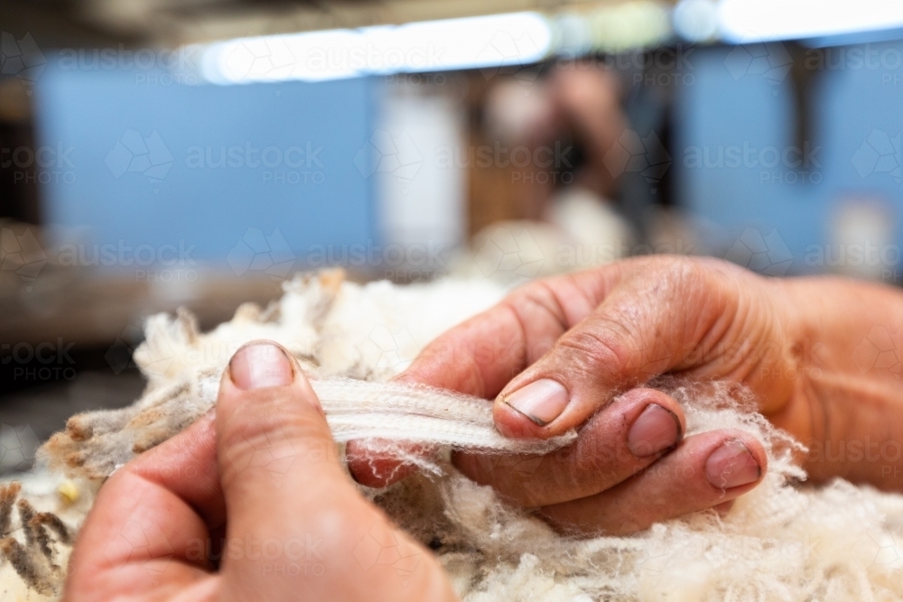 hands of farmer stretching wool to test strength - Australian Stock Image