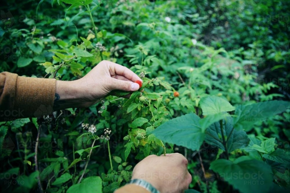 Hands Picking Berries - Australian Stock Image