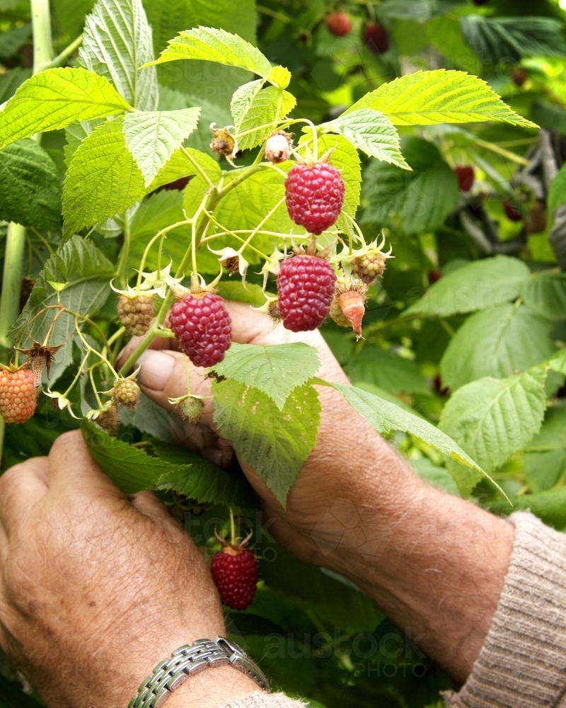 Hands picking raspberries - Australian Stock Image