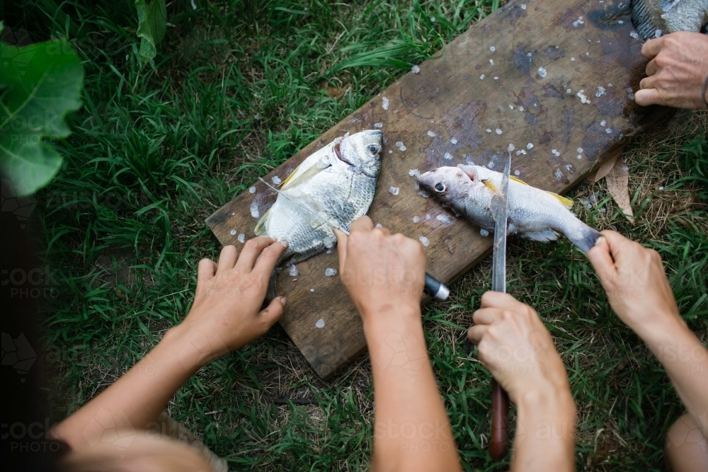 Hands preparing fish on grass and cutting board - Australian Stock Image