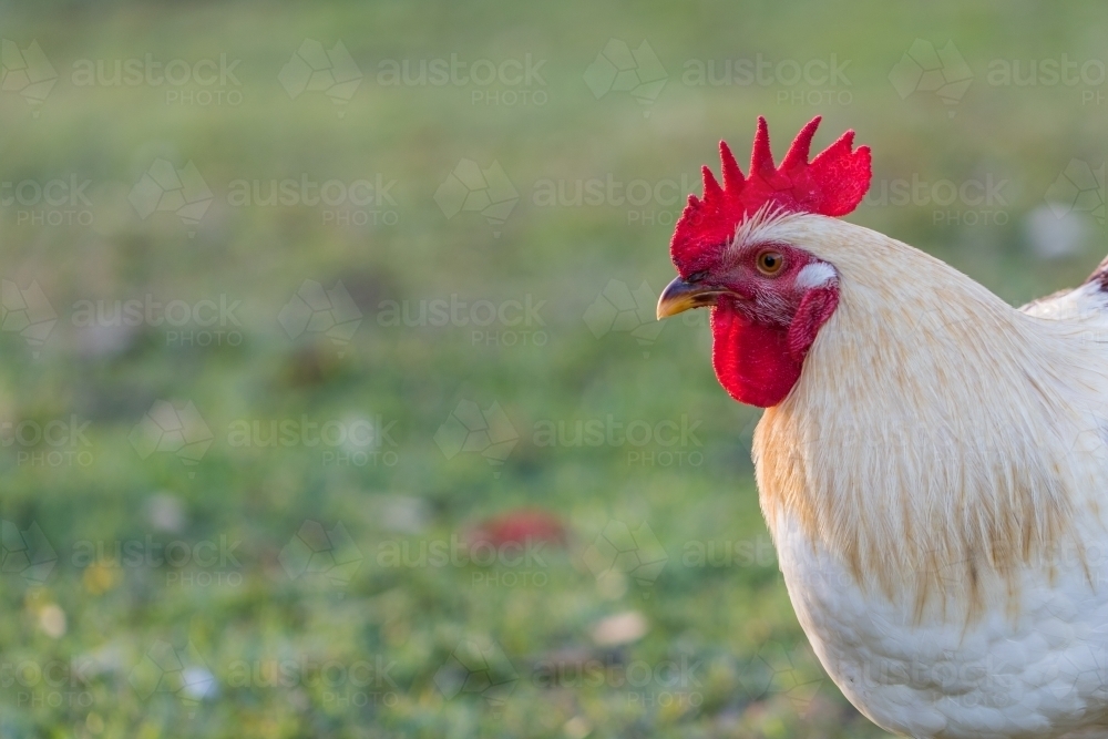 Handsome Rooster - Australian Stock Image