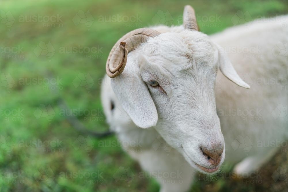Handsome White Goat - Australian Stock Image